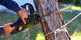 Best Tree Trimming and Pruning  in Beeville, TX